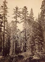 114 - Sugar Pines near Yosemite Valley