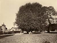 302 - Residence of Mr. Howard with Laurel Tree Specimen, San Mateo County
