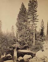 103 - Douglas Fir (Librocedrus Decurrens) and Ponderosa Pine (Pinus Ponderosa) at Clarkâ€™s,  Yosemite