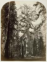 112 - The Grizzly Giant, Mariposa Grove, Yosemite