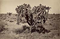 #1339 - Desert Cactus, Arizona Territory