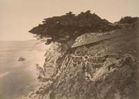 55 - Cypress Tree at Point Lobos, Monterey County