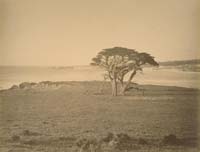 12 - View North from Cypress Point, Monterey County