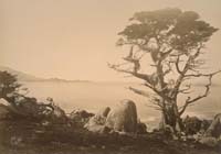 31 - Lone Cypress Tree, Point Lobos in the Distance, 