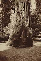 153 - Big Tree near Felton, Santa Cruz County