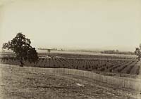 #1142 alt - Young Orchard near Palermo, Butte County