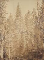 115 - Amabilis Fir, Mariposa Grove, Yosemite