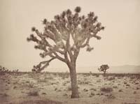1138 - Paper Tree, Yucca Draconis, Mojave Desert, Los Angeles County
