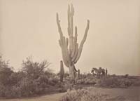 #1336 - Cereus Giganteus, Arizona Territory