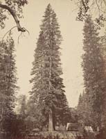 48 - Ponderosa Pine (Pinus Ponderosa), Yosemite