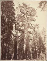 110 - The Grizzly Giant with a Group of Hunters at the Foot of the Tree, Mariposa Grove, Yosemite
