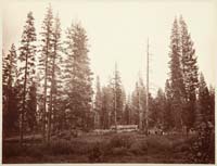 105 - Clark's, near Big Tree Grove on the Mariposa Trail to Yosemite