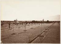 #1155 - Dobbins Orchard and Residence, Showing Method of Irrigation, San Gabriel Valley, Los Angeles County