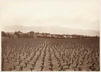 #1154 - View from Lake Vineyard, Benjamin D. Wilson Property, San Gabriel Valley, Los Angeles County