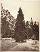 77 - Douglas Fir (Librocedrus Decurrens), Yosemite