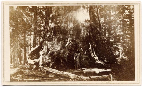 Unnumbered View - Grizzly Giant, (Sequoia Gigantea,) Mariposa Grove, (Diam. 33 ft.)
