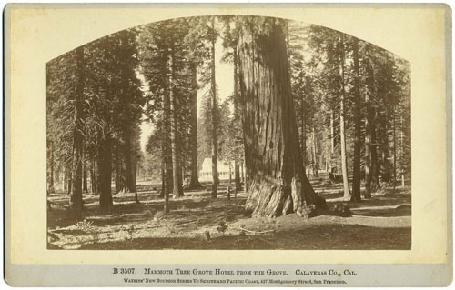 #B 3507 - Mammoth Tree Grove Hotel from the grove. Calaveras Co., Cal.