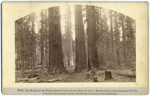 #B 3521 - The Mother of the Forest through Torrey Group, Bark Off 116 ft. Mammoth Tree Grove, Calaveras Co. Cal.