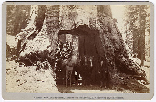 Unnumbered View - Dead Giant, Tuolumne Grove; 30 ft. 8 in. diam., Big Oak Flat Route to Yosemite.