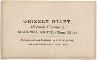 Unnumbered - Grizzly Giant, (Sequoia Gigantea,) Mariposa Grove, (Diam 33 ft.) - verso