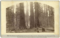 B 3521 - The Mother of the Forest through Torrey Group, Bark Off 116 ft. Mammoth Tree Grove, Calaveras Co. Cal.