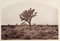 B4302 - Bucca Draconis, Mojave Dessert