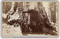 Unnumbered - Dead Giant, Tuolumne Grove; 30 ft. 8 in. diam., Big Oak Flat Route to Yosemite.