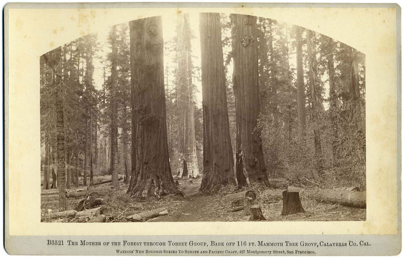 Watkins #B 3521 - The Mother of the Forest through Torrey Group, Bark Off 116 ft. Mammoth Tree Grove, Calaveras Co. Cal.