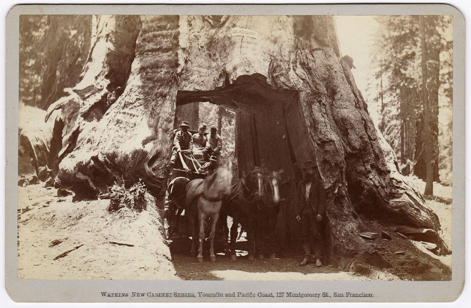 Watkins Unnumbered View - Dead Giant, Tuolumne Grove; 30 ft. 8 in. diam., Big Oak Flat Route to Yosemite.