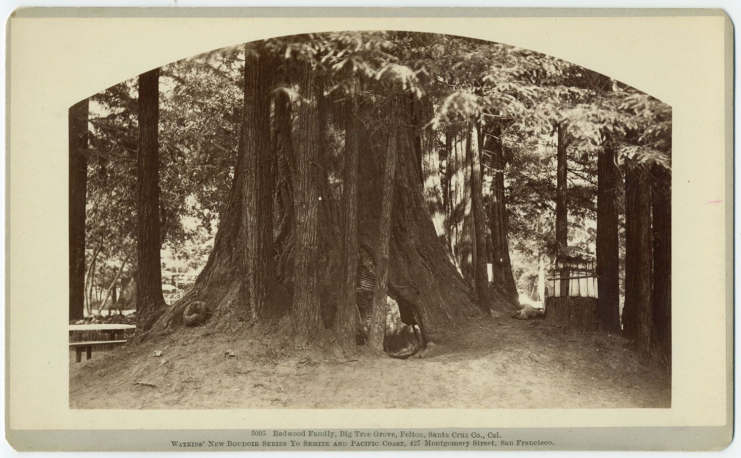 Watkins #5005 - Redwood Family, Big Tree Grove, Felton, Santa Cruz Co., Cal.