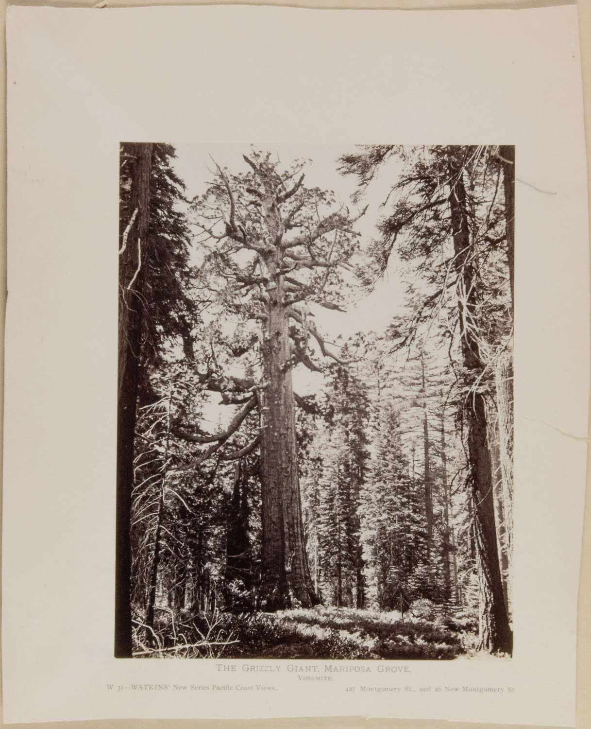 Watkins #W 31 - The Grizzly Giant, Mariposa Grove, Yosemite