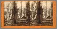 1168 - Galen's Hospice, Mariposa Grove, Mariposa County, Cal.