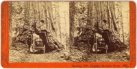 1176 - Wawona, 27ft. diameter, Mariposa Grove