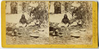 1063 - Indian Camp