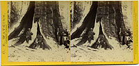 1166 - In the Mariposa Grove, Mariposa County, Cal.