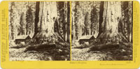 1167 - Galen's Hospice, Mariposa Grove, Mariposa County, Cal.