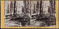 1167 - In the Mariposa Grove