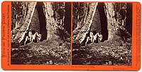 1171 - In the Mariposa Grove, Mariposa County, Cal.