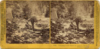 1565 - Camping in the snow on Lassen's Butte, Siskiyou County, Cal.