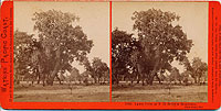 1902 - Lawn View at T. H. Selby's Residence, Fair Oaks, Cal.