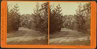 1908 - South Avenue, leading from T.H. Selby's Residence, Fair Oaks, Cal.