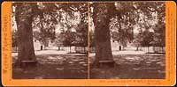 1926 - Avenue in rear of T.H. Selby's Residence, Fair Oaks, Cal.