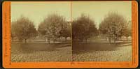 1936 - Almond Grove at T.H. Selby's Residence, Fair Oaks, Cal.