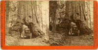 1176 - Wawona, 27ft. diameter, Mariposa Grove