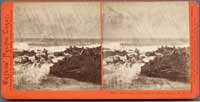 2052 - Sea Lions, West End, Farallone Islands, Pacific Ocean