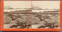 2058 - Sea Lions, West End, Farallone Islands, Pacific Ocean