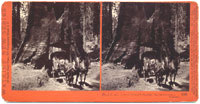 3088 - Dead Giant, Tuolumne Grove; 30 ft. 8 in. diam., Big Oak Flat Route to Yosemite.