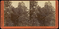 3107 - A glimpse of the top of the Yosemite Fall, Yosemite Valley, Mariposa County, Cal.