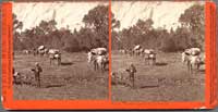 3134 - Lieut. Wheeler's Party in Yosemite, Mariposa County, Cal.