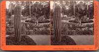 3816 - Arizona Garden, Hotel Del Monte, Monterey, Cal.